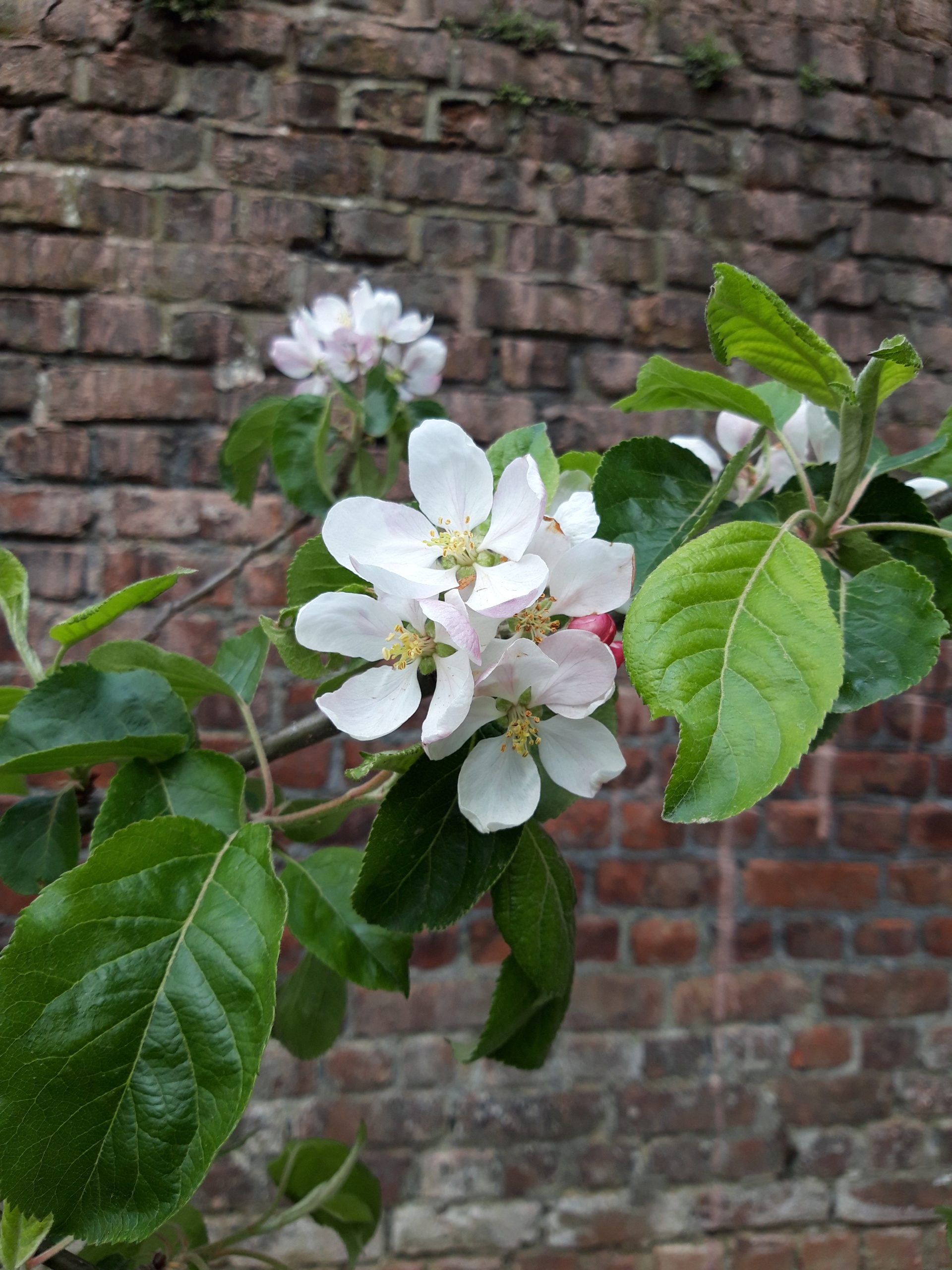 Fleur de notre cour maternelle