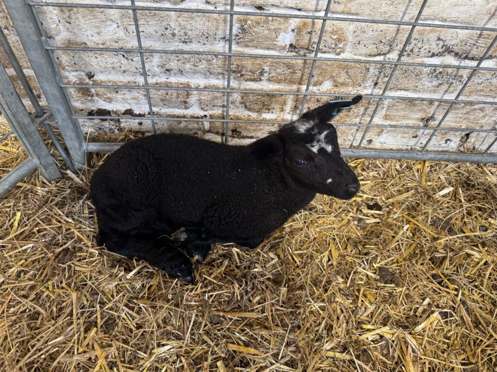 Les élèves de P1 et P2 de l'Institut de l'Annonciation en visite chez Les Moutons Bruxellois à Ganshoren 10 WhatsApp Image 2025 06 25 a 15.33.12 0c77c6b3
