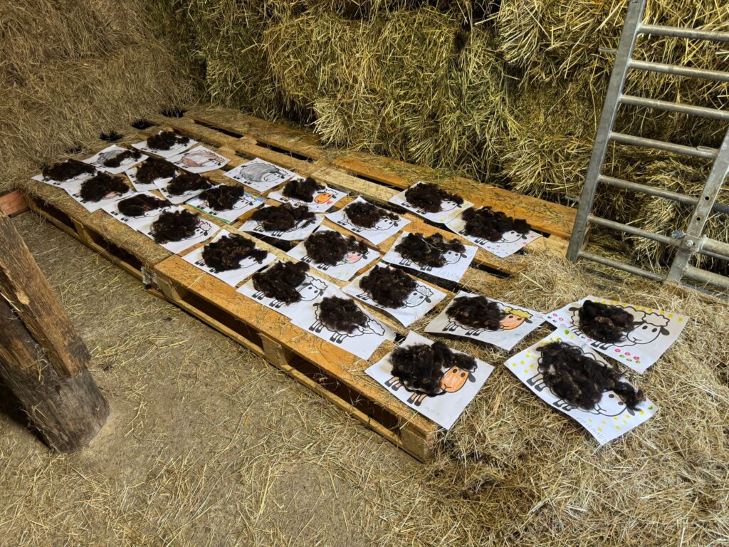 Les élèves de P1 et P2 de l'Institut de l'Annonciation en visite chez Les Moutons Bruxellois à Ganshoren 2 WhatsApp Image 2025 06 25 a 15.33.12 de3b9fcc