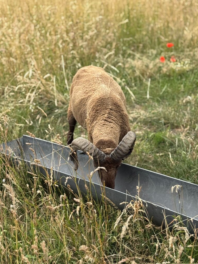 Les élèves de P1 et P2 de l'Institut de l'Annonciation en visite chez Les Moutons Bruxellois à Ganshoren 4 WhatsApp Image 2025 06 25 a 15.33.13 356cc099