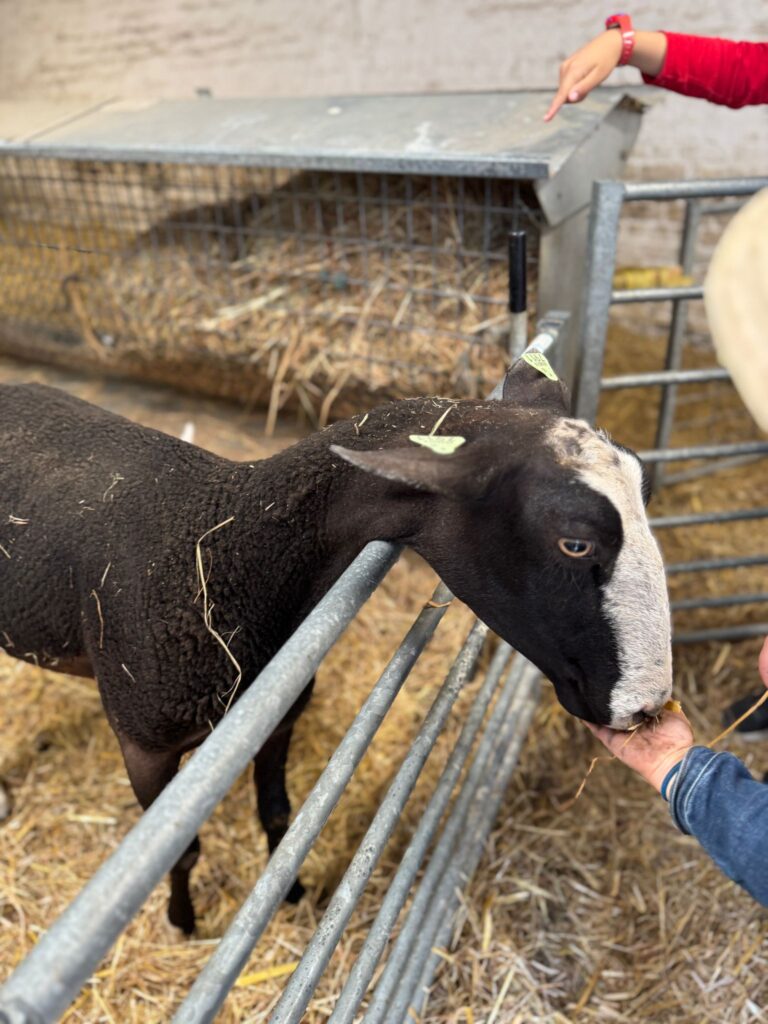 Les élèves de P1 et P2 de l'Institut de l'Annonciation en visite chez Les Moutons Bruxellois à Ganshoren 5 WhatsApp Image 2025 06 25 a 15.33.14 dec57e52