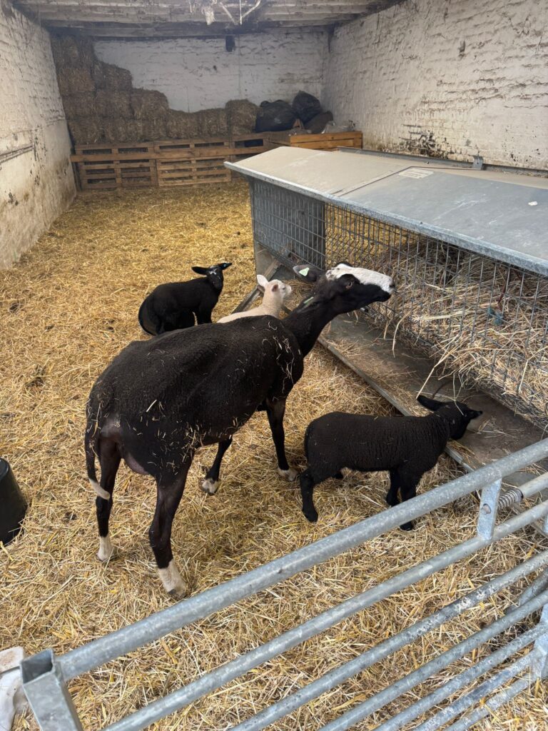 Les élèves de P1 et P2 de l'Institut de l'Annonciation en visite chez Les Moutons Bruxellois à Ganshoren 9 WhatsApp Image 2025 06 25 a 15.33.15 56eb8f16
